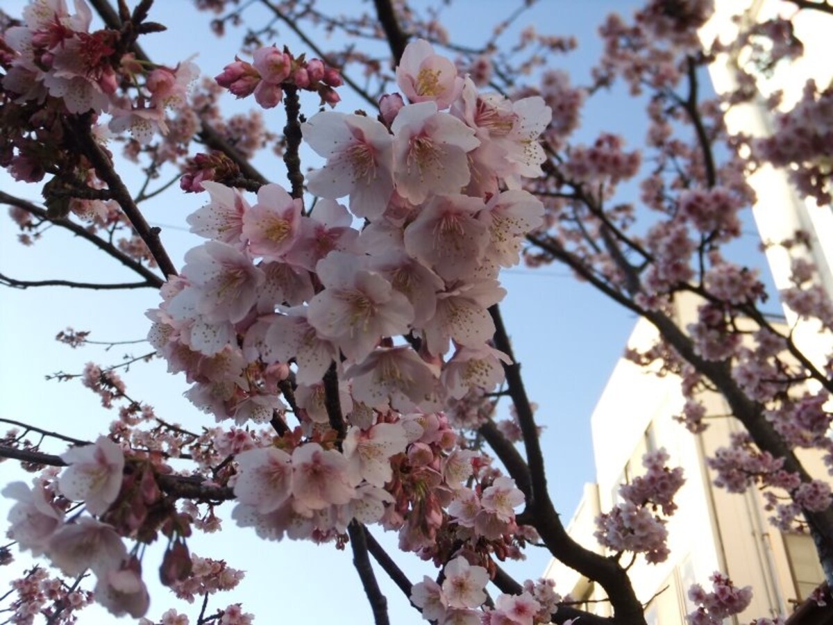 あたみ桜(2)