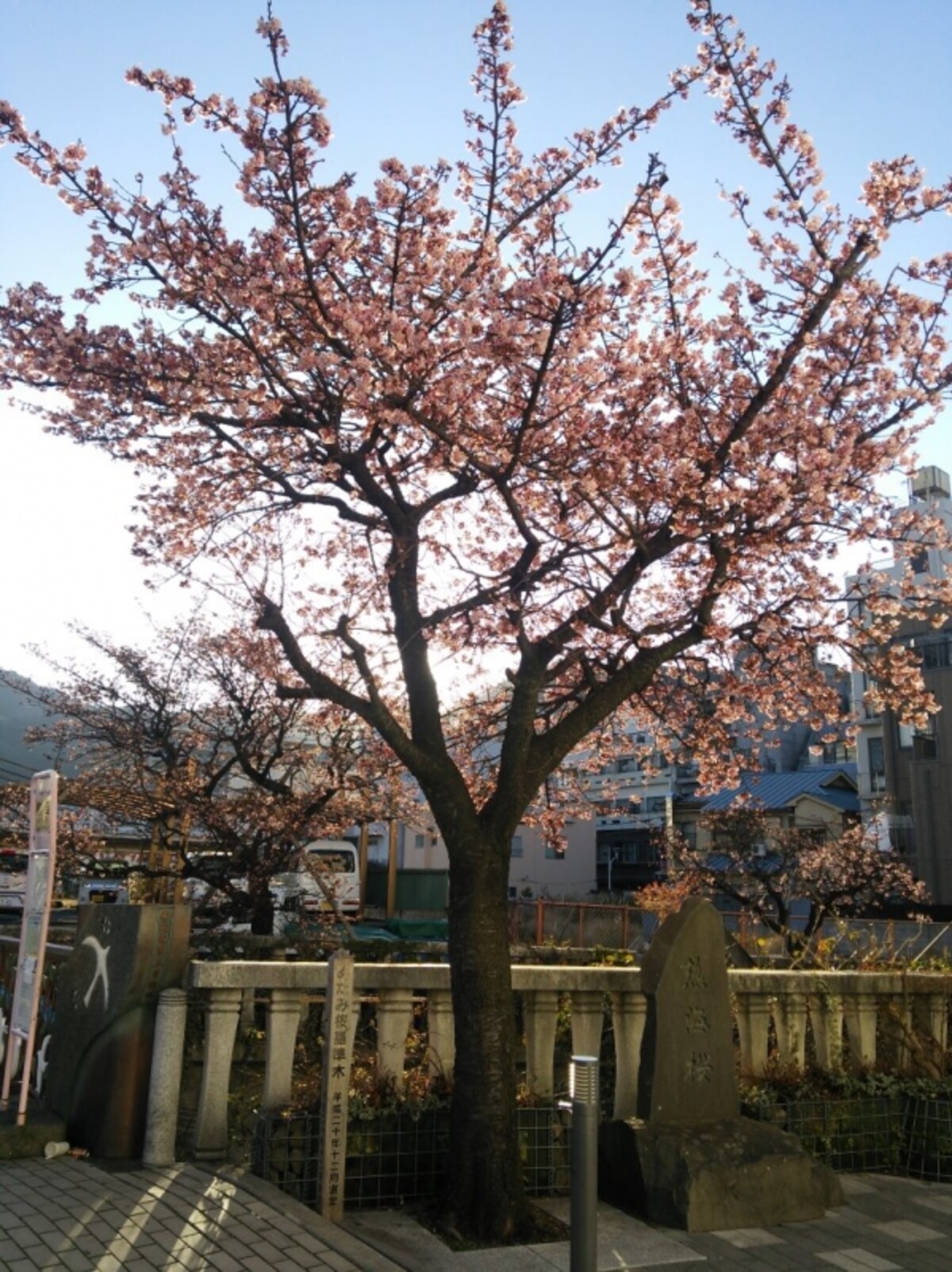 あたみ桜(3)