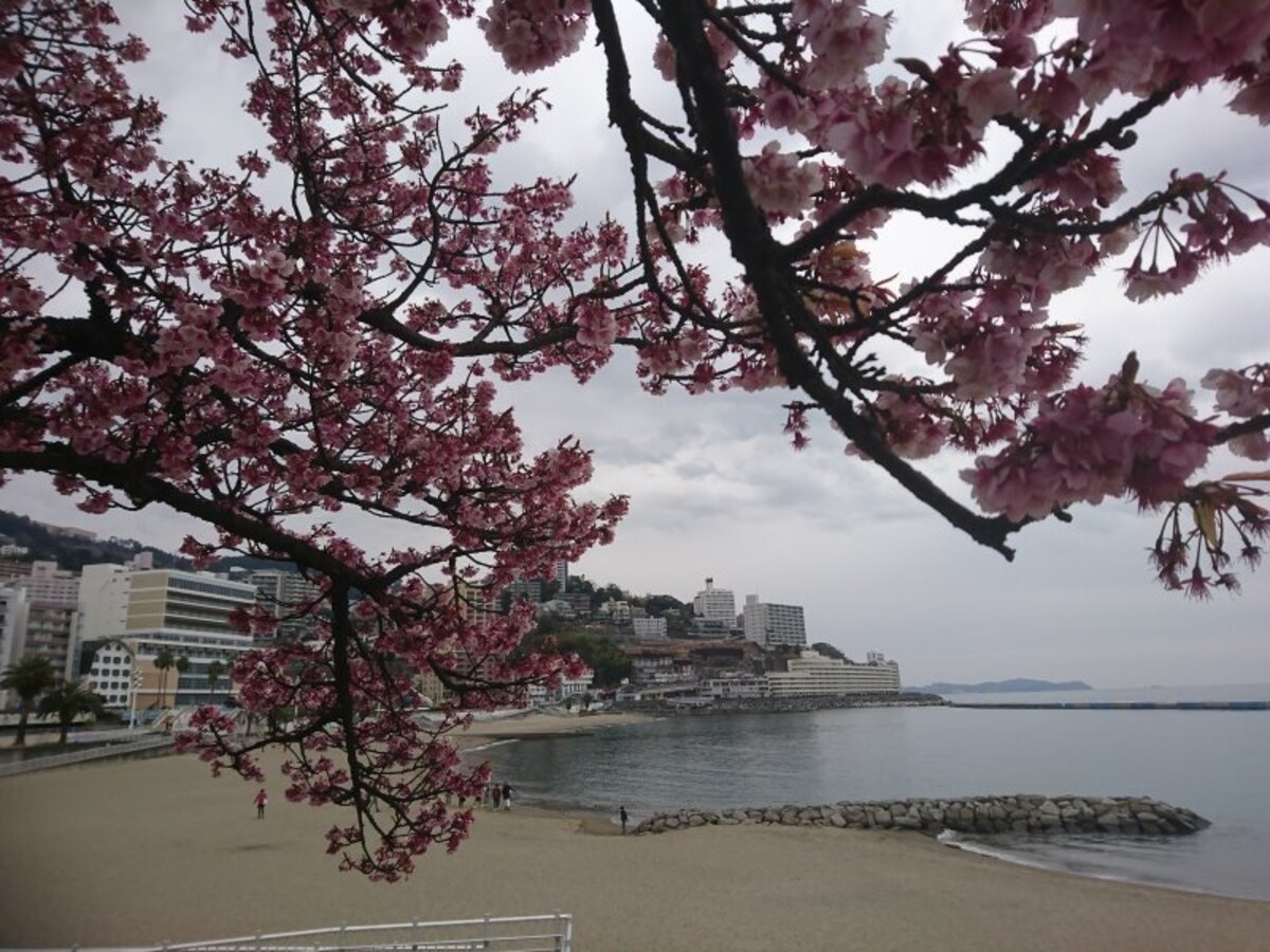 あたみ桜(5)/砂浜と海と共に