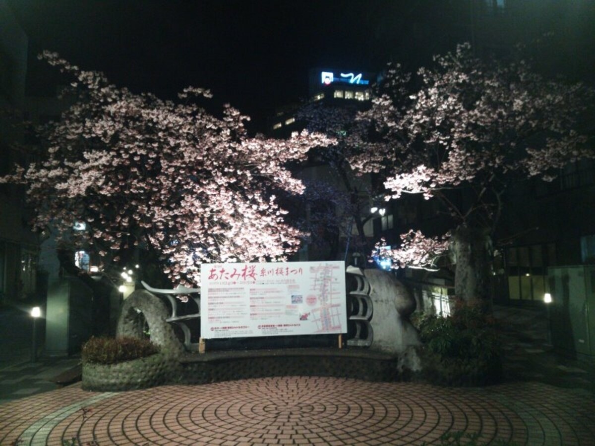 あたみ桜(6)/ライトアップ