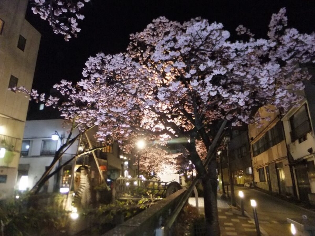 あたみ桜(7)/ライトアップ