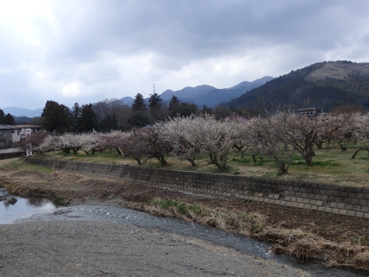 越辺川沿いに広がる梅林