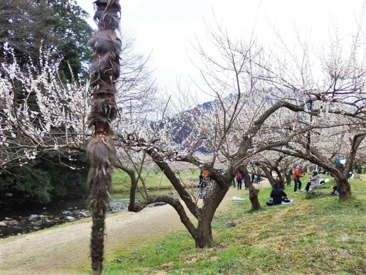 越辺川の河原に並ぶ梅