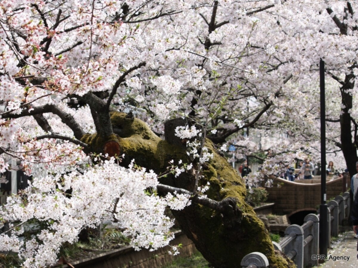 春の「呑川親水公園」（新町住宅地周辺）：2011年4月撮影