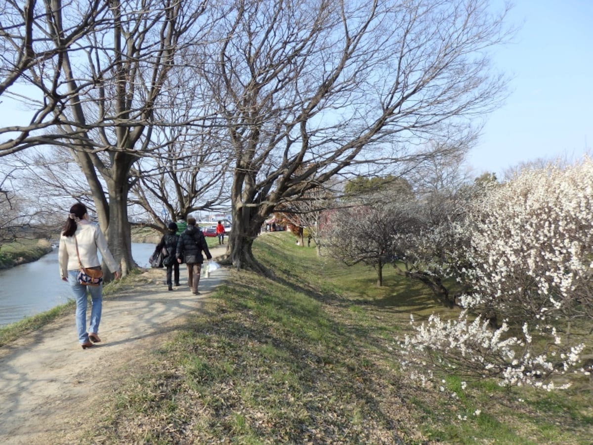 元荒川沿いに広がる越谷梅林公園
