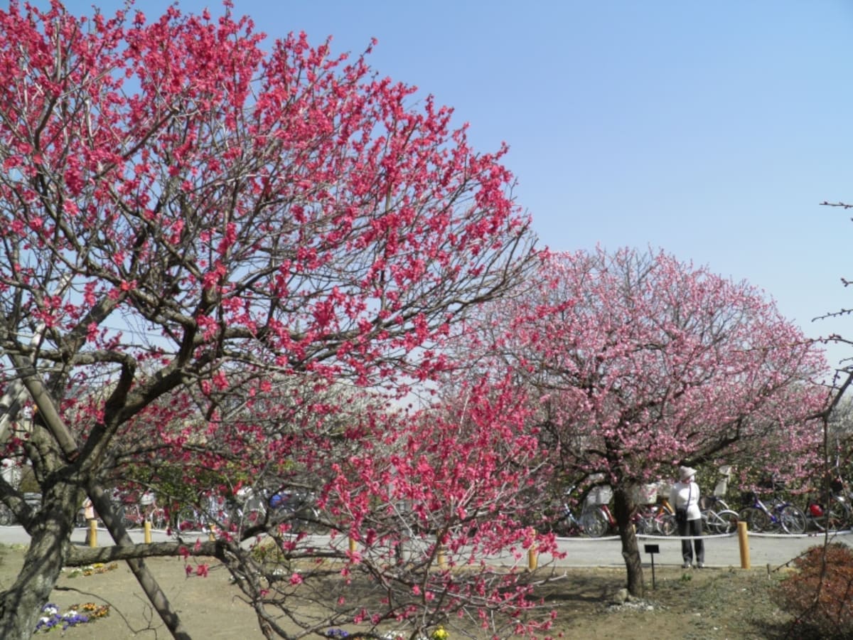 越谷梅林公園の紅梅