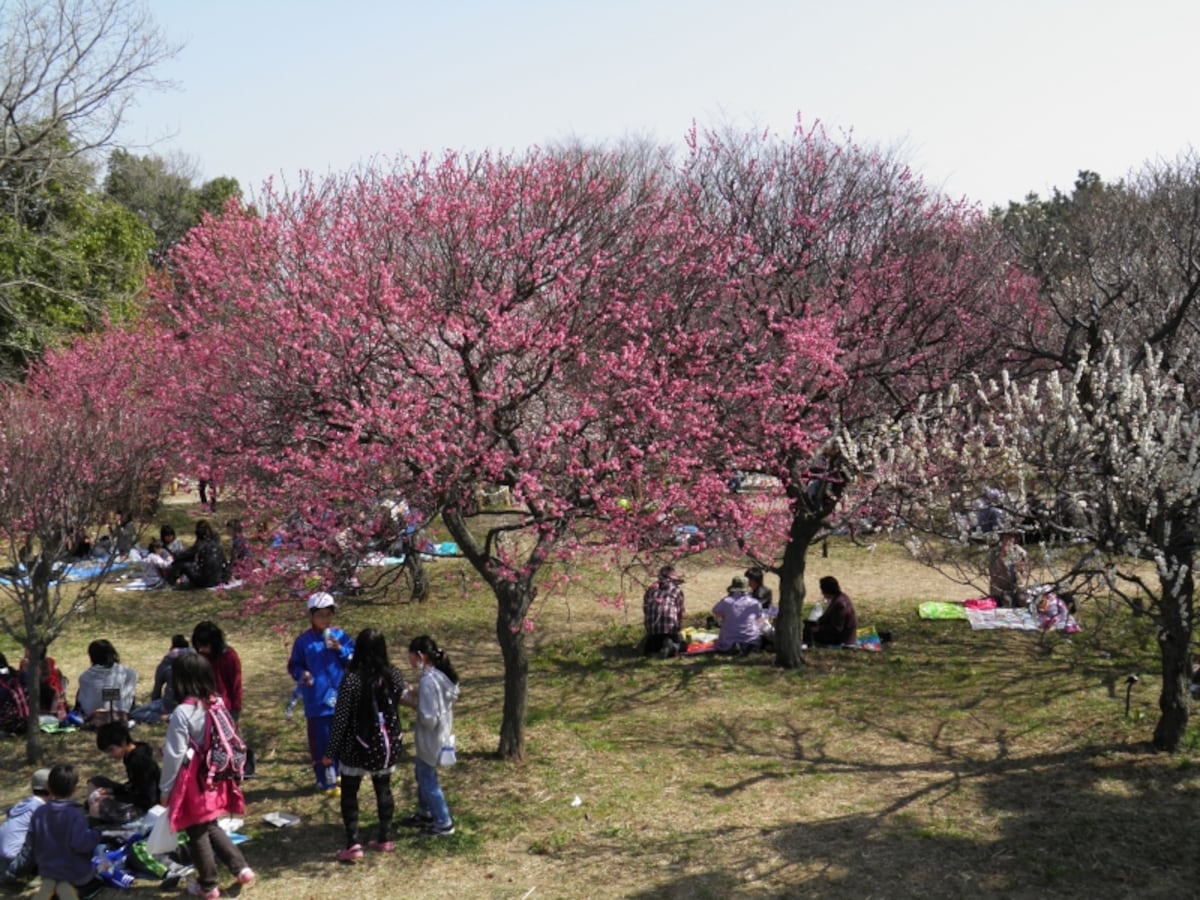 観梅を楽しむ人で埋め尽くされる梅の花の下の広場