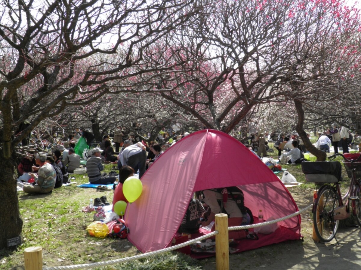 観梅を楽しむ人で埋め尽くされる梅の花の下の広場