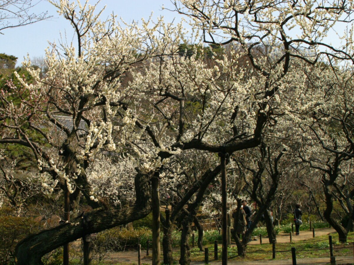 三溪園には約500本の梅が植えられており、2月～3月にかけて順次花が咲いていきます（2012年撮影）