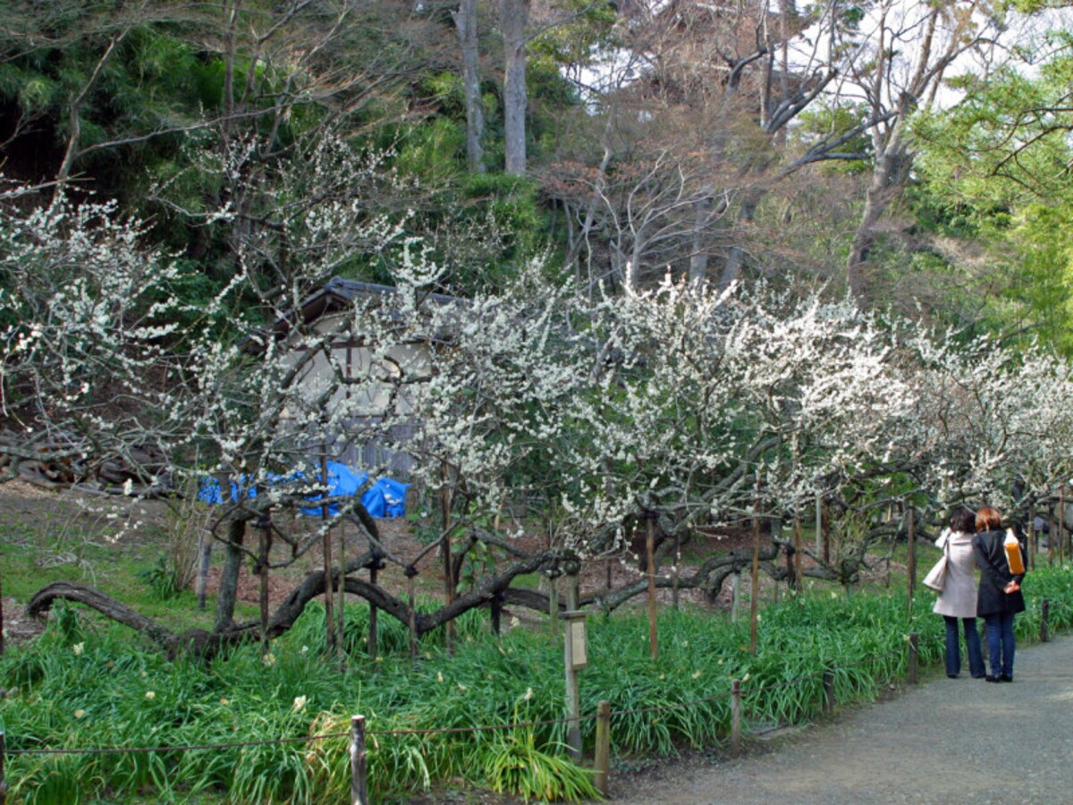 臥竜梅(がりょうばい)は、竜が地を這うような樹形をしています。画家 下村観山が、屏風画「弱法師（よろぼし）」（東京国立博物館所蔵）を描く際に、モデルにしたことで知られています（2012年撮影）