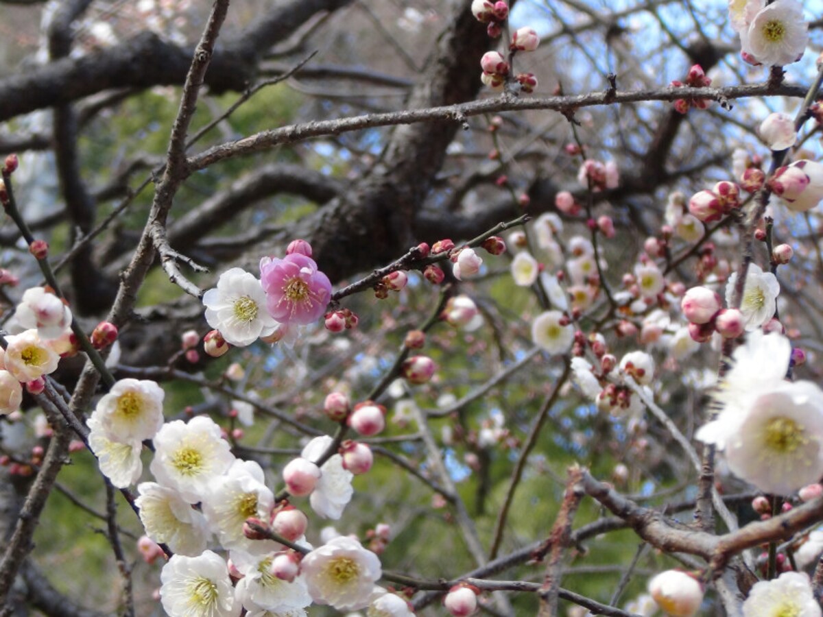 一つの枝に淡い紅、紅、白の花が咲き乱れる「思いのまま」。見頃は例年3月上旬～中旬（画像提供：横浜市港北区地域振興課）