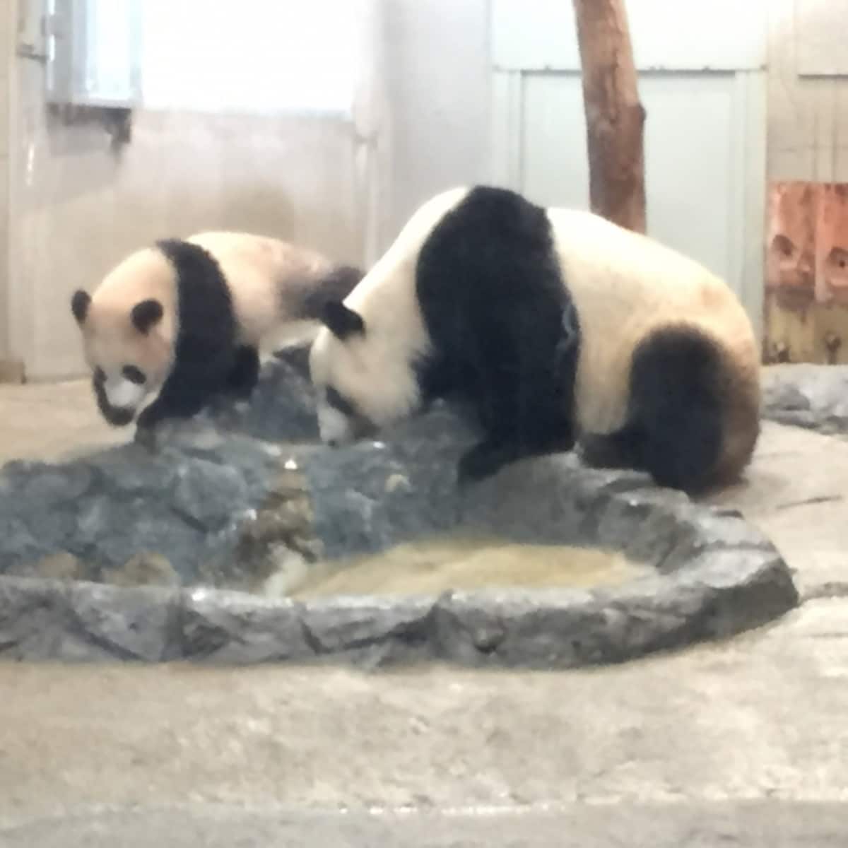 シンシンとシャンシャンの姿