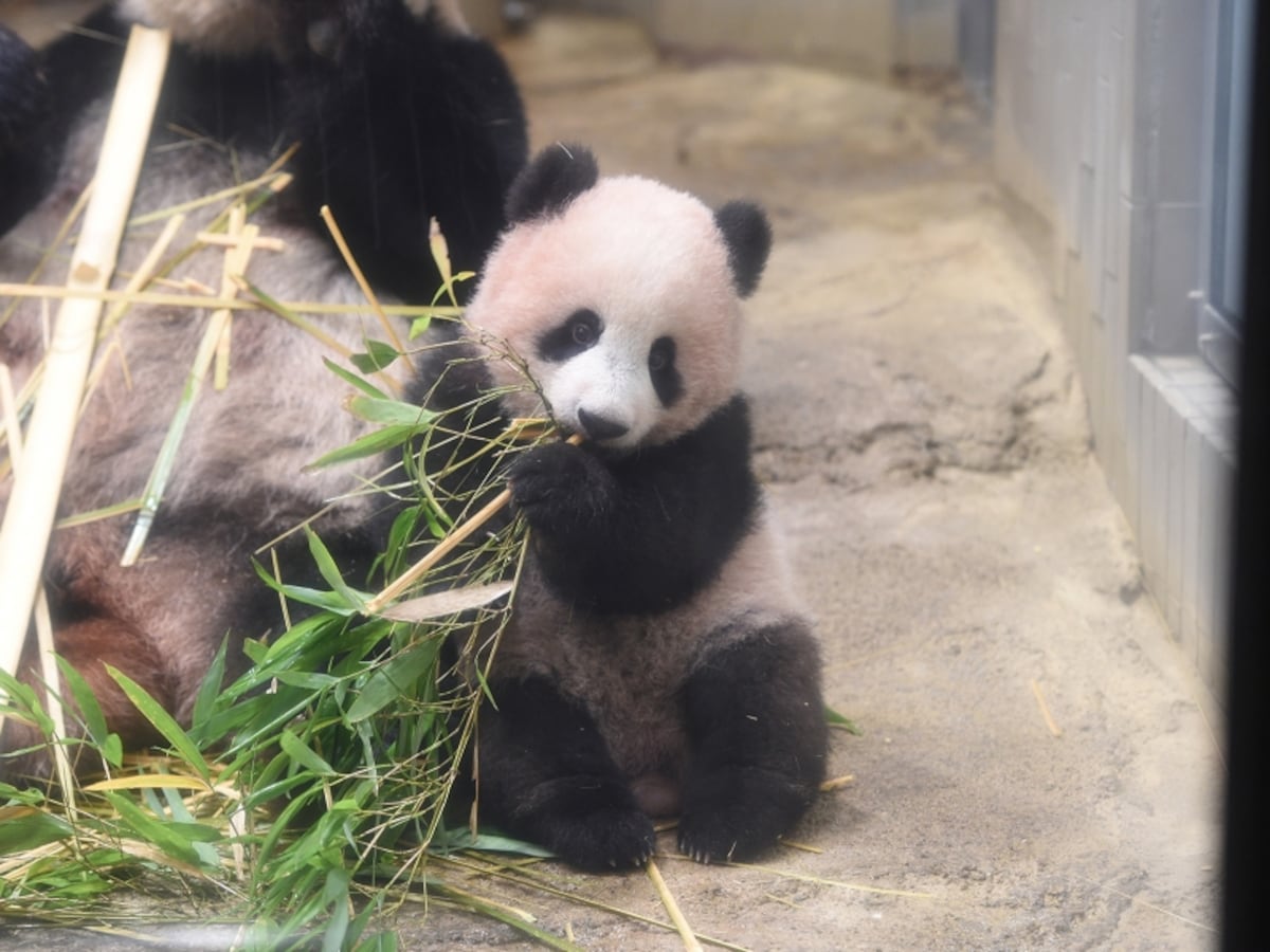 笹を食べるシャンシャン　（公財）東京動物園協会　提供
