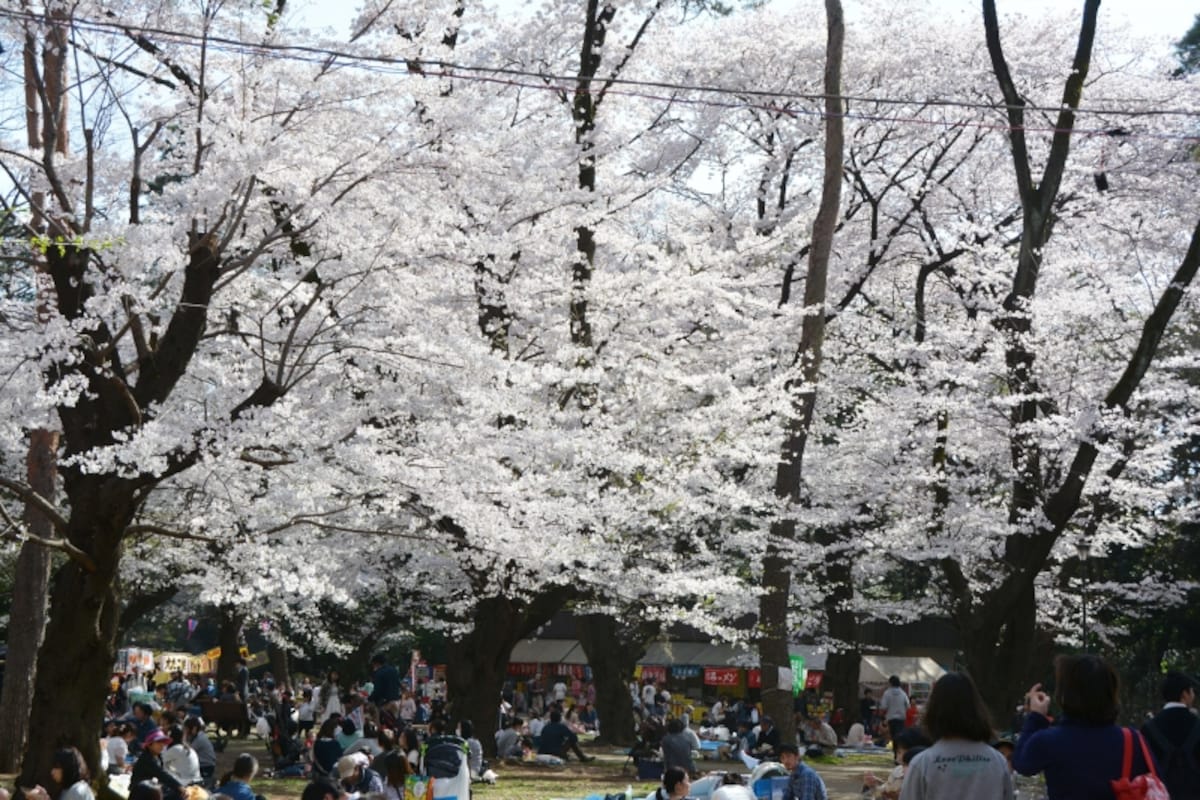日本さくら名所100選に数えられる大宮公園