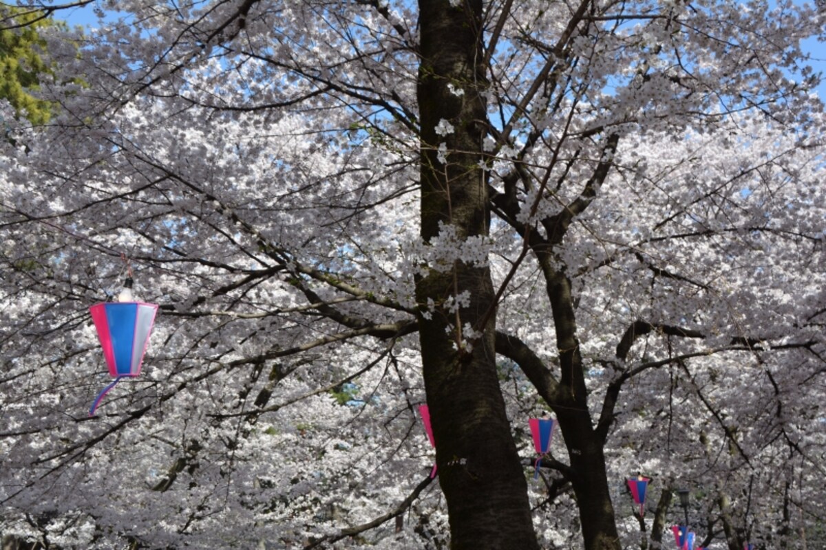 夜桜をライトアップする提灯