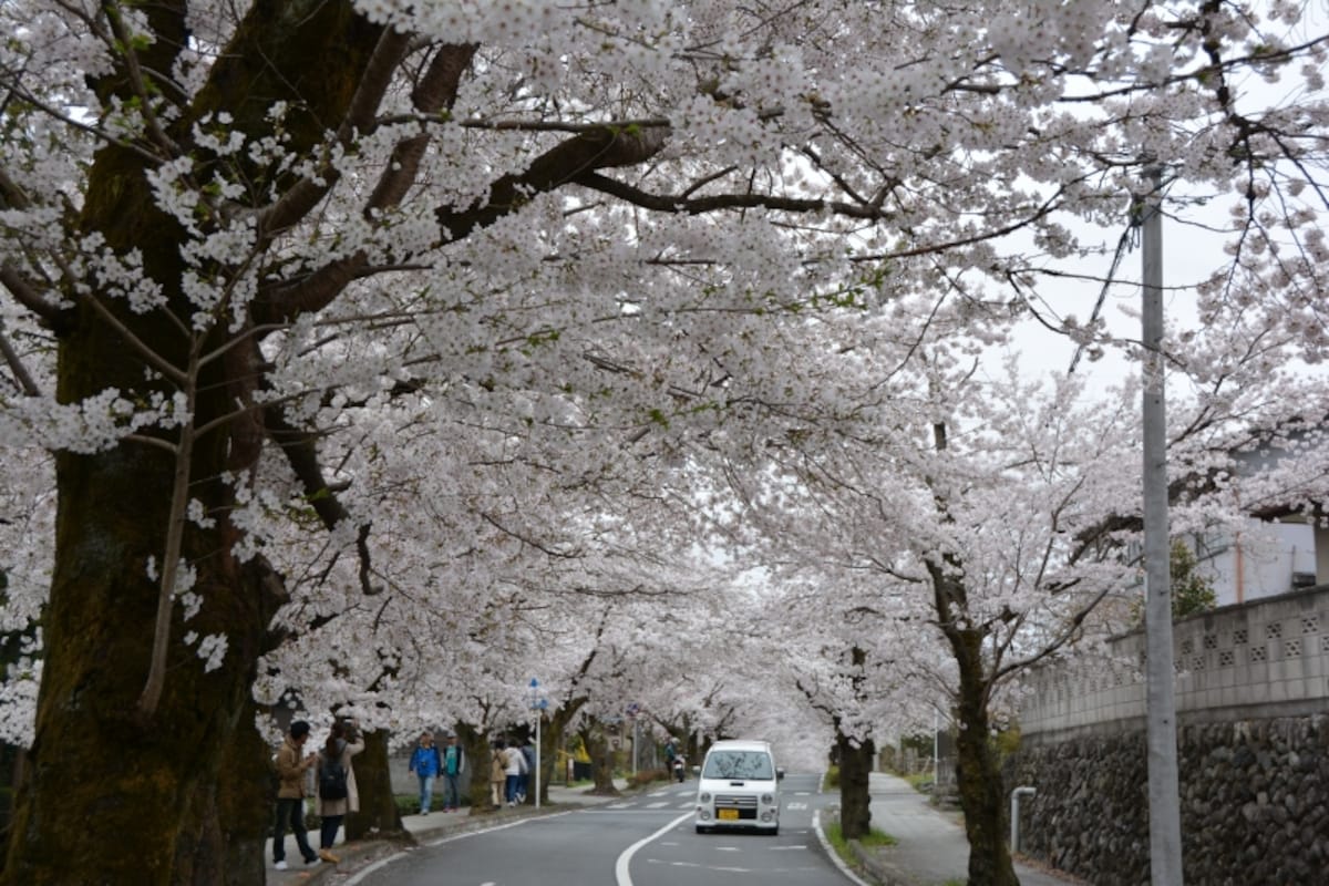 北桜通りにできる桜のトンネル