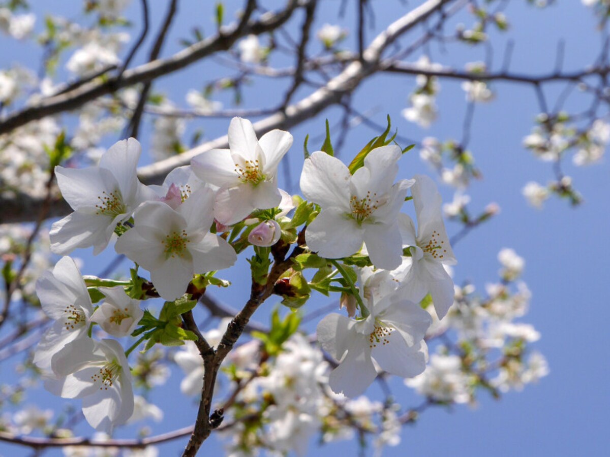 原三溪の故郷・岐阜市柳津町から贈られた柳津高桑星桜。花びらの先がとがっていて星形に見えることから名づけられました（2020年4月2日撮影）