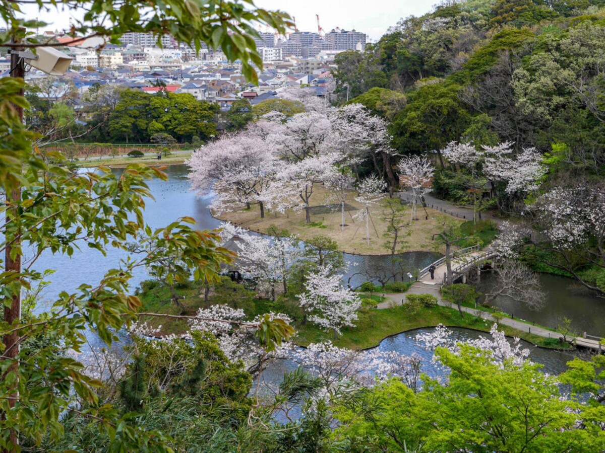 旧燈明寺三重塔周辺からは淡いピンク色に染まる三溪園内のようすを眺めることができます（2020年4月2日撮影）