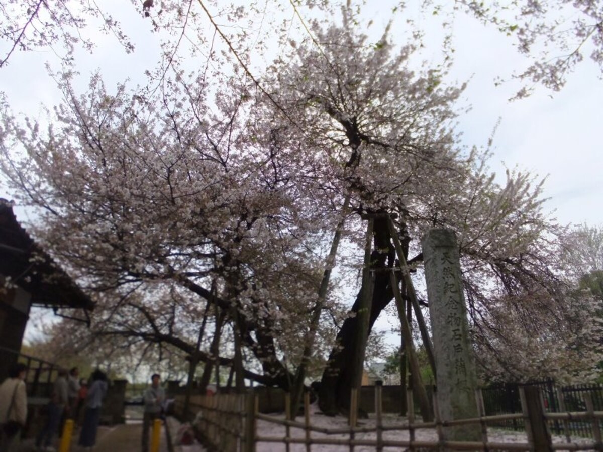 石戸蒲サクラ