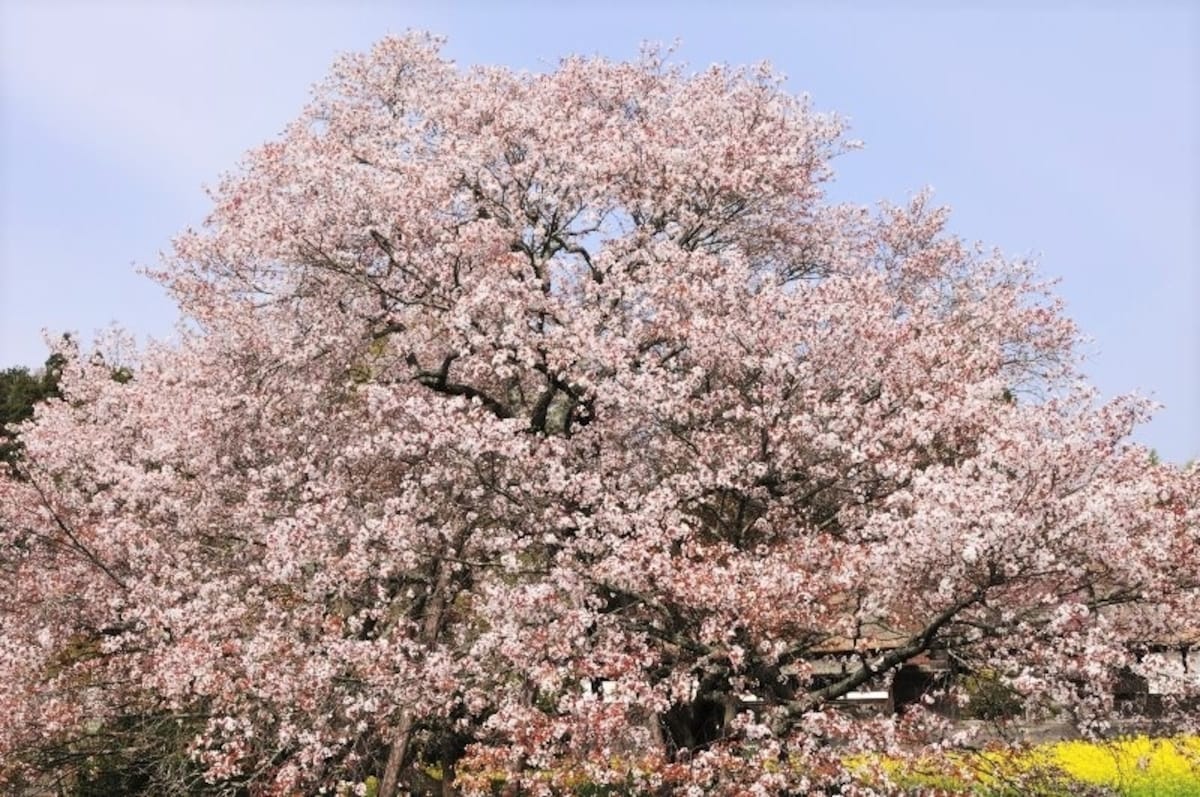 要約文画像用