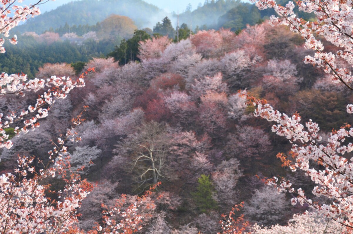 日本三大桜の名所　奈良県の吉野山
