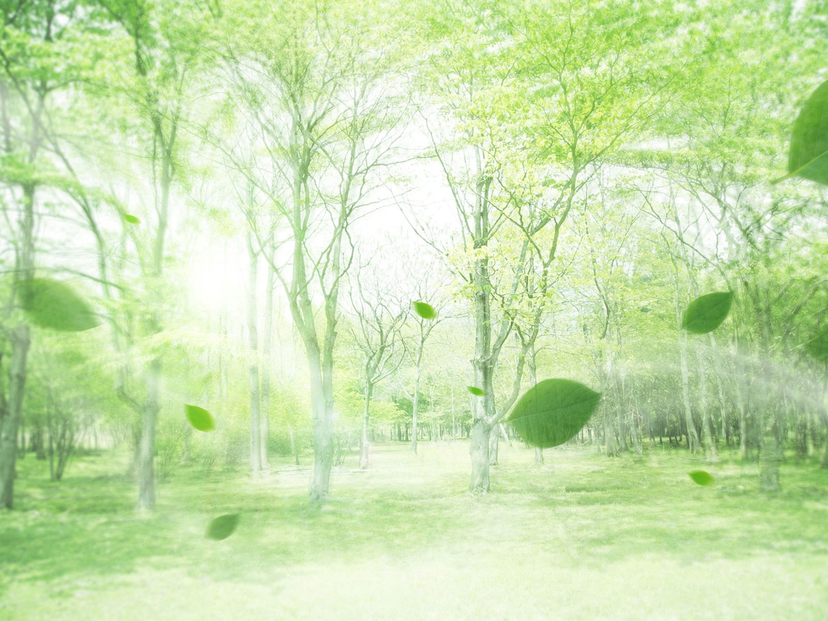 爽やかな初夏の日差しに、みずみずしい青葉若葉が映えますね。立夏とは？