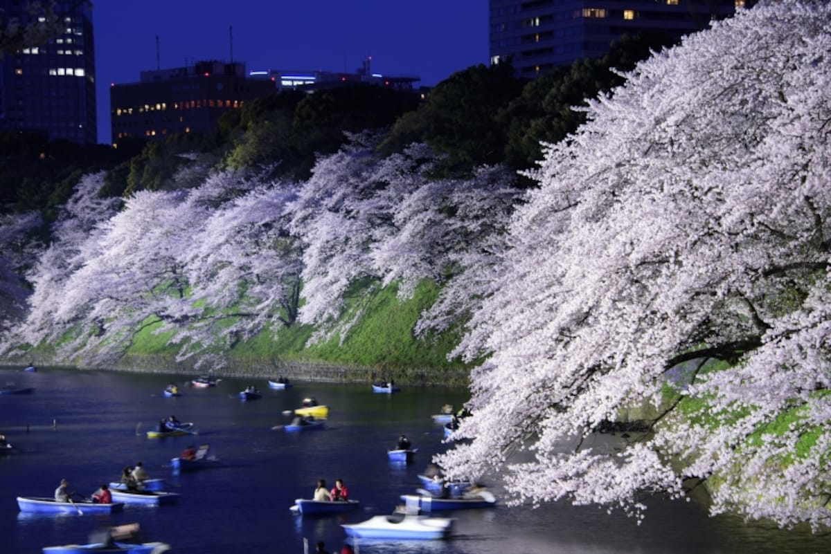 ボートからみる桜