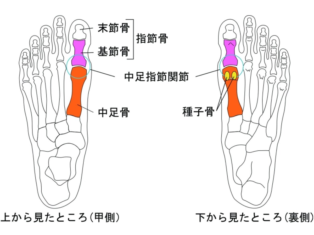 足の骨格と、親指の付け根に関係する名称