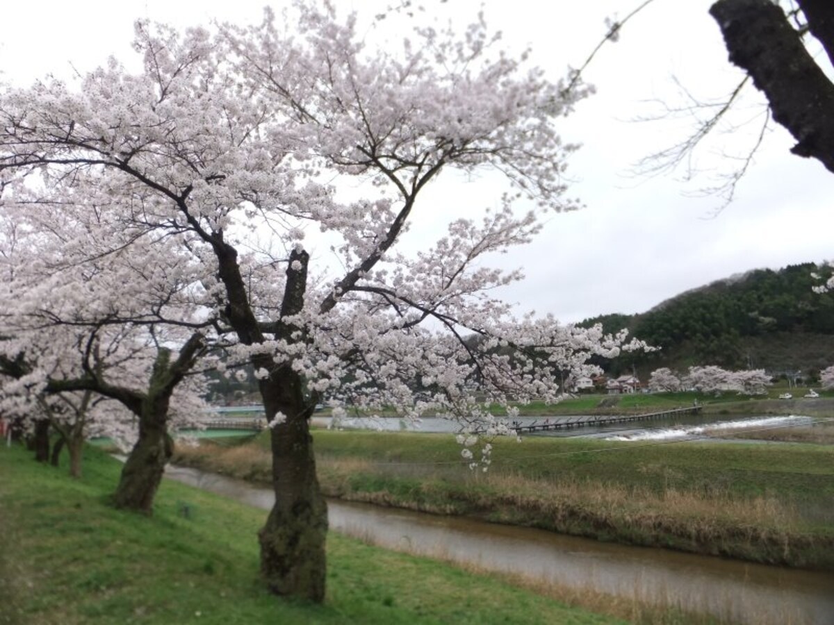 斐伊川堤防桜並木（5）／願い橋と共に