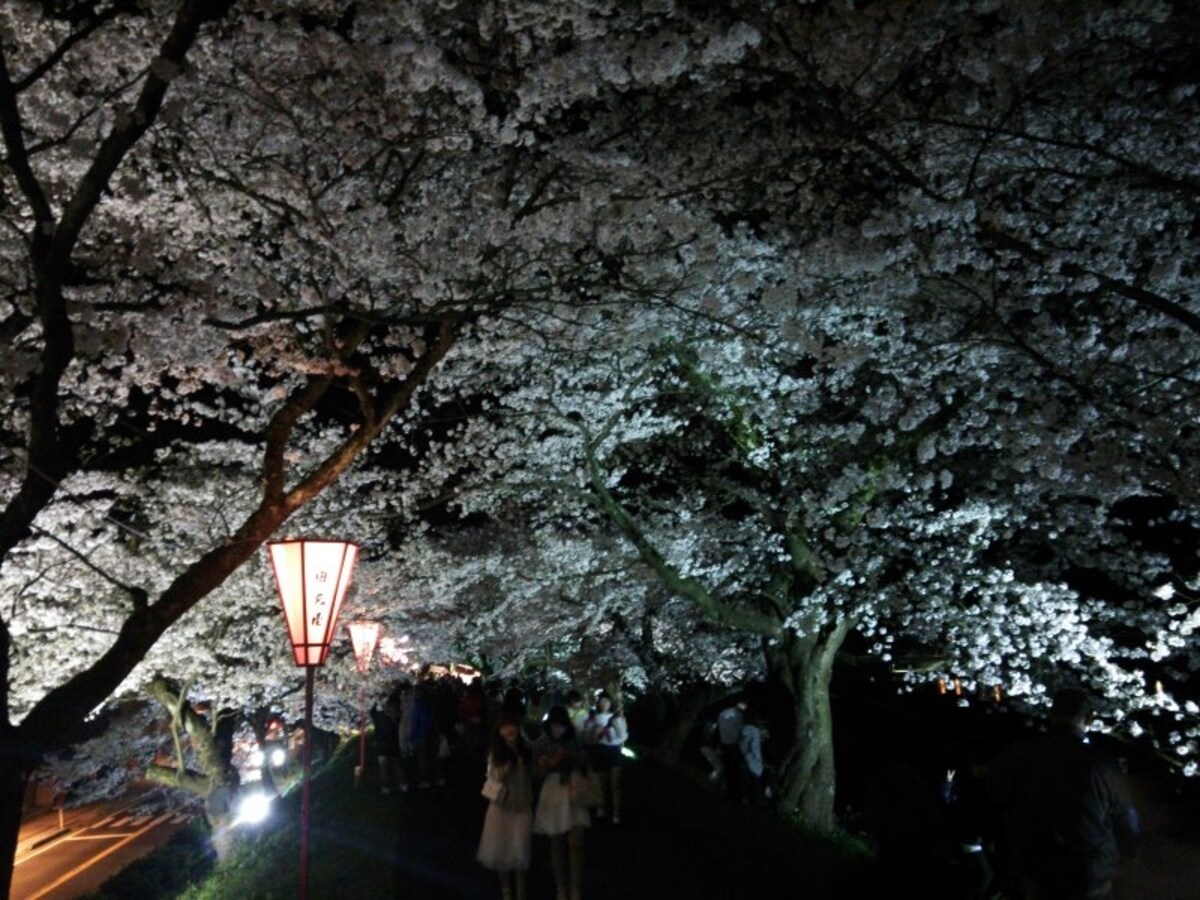 斐伊川堤防桜並木（11）／ライトアップ