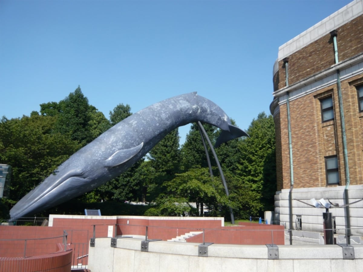 国立科学博物館