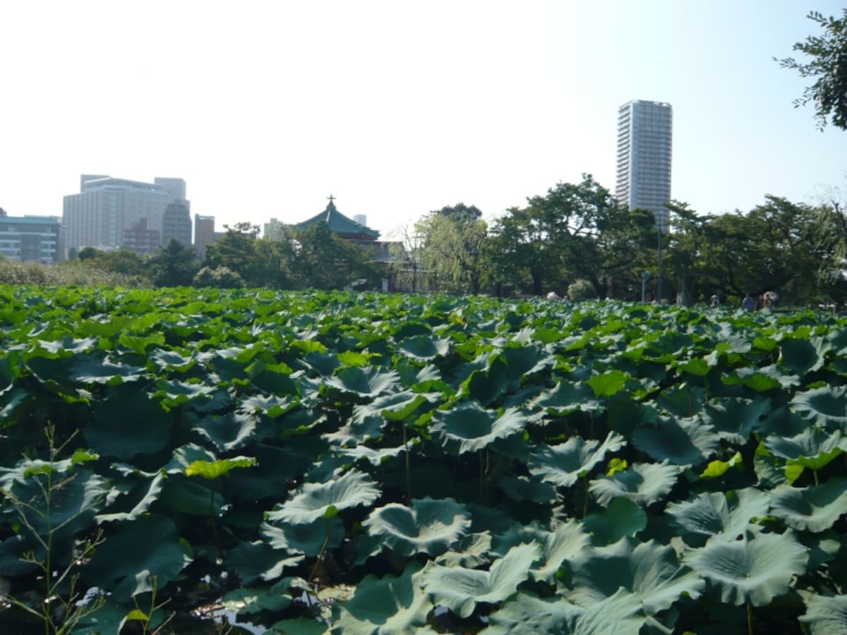 不忍池