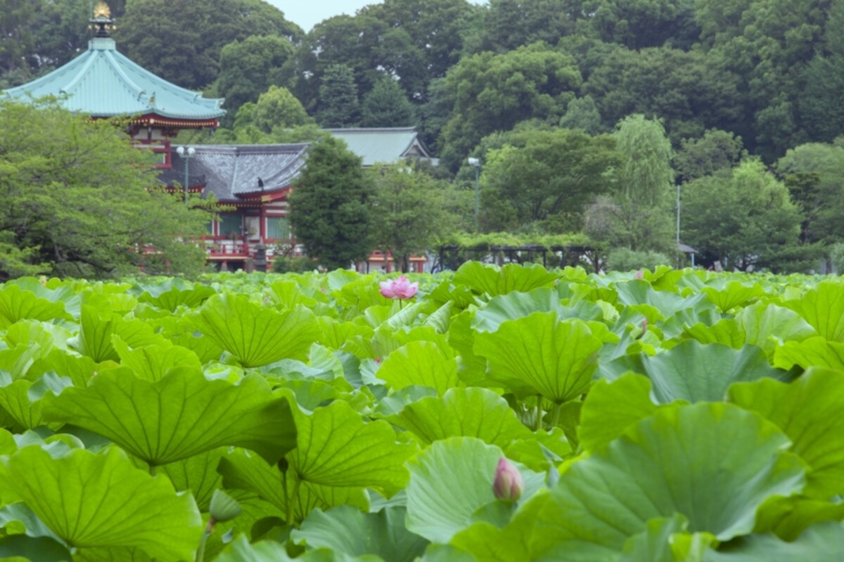 蓮の咲く不忍池