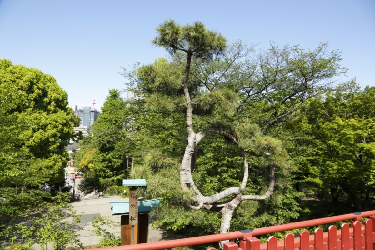 月の松
