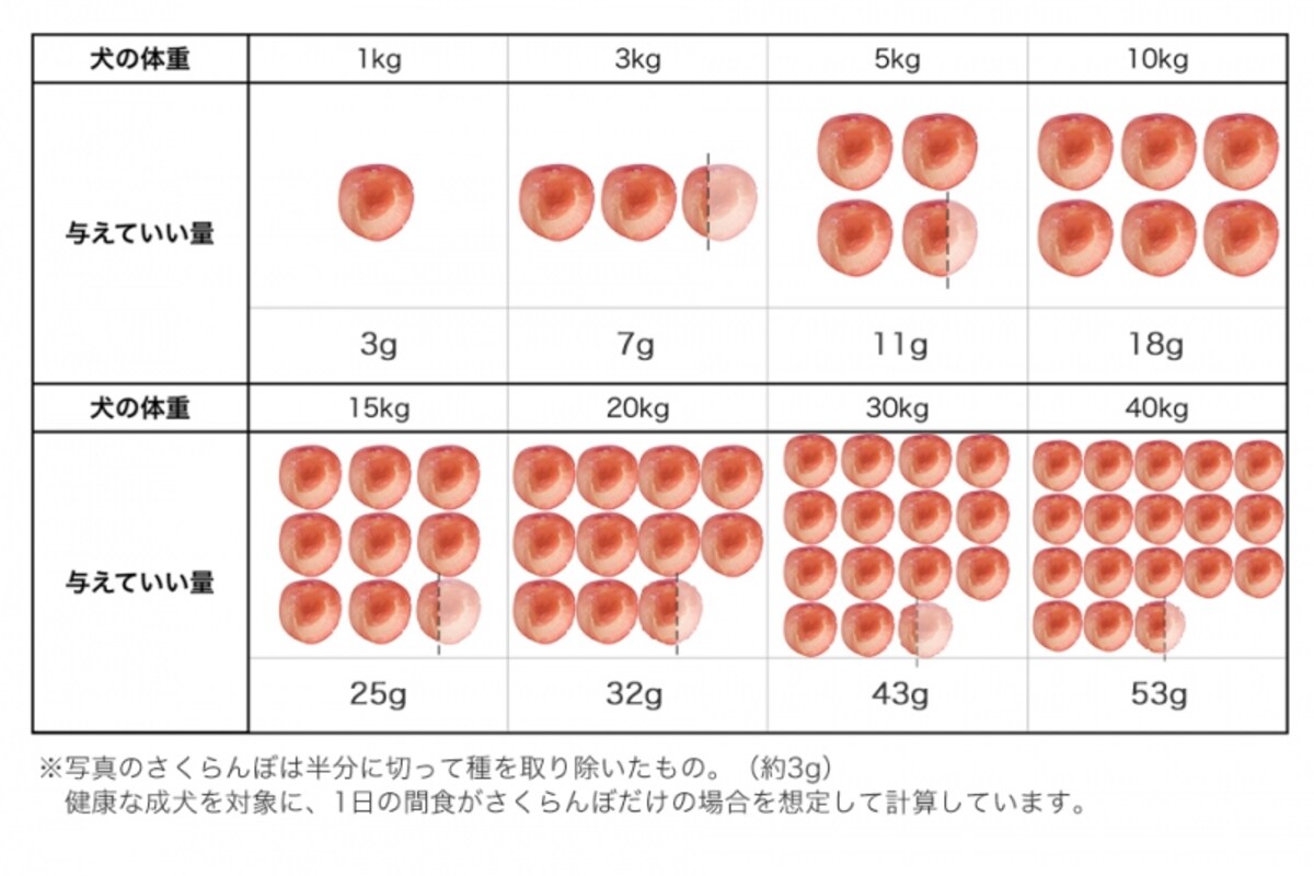 犬　さくらんぼ　食べて良い　量　病気　薬　食べ合わせ