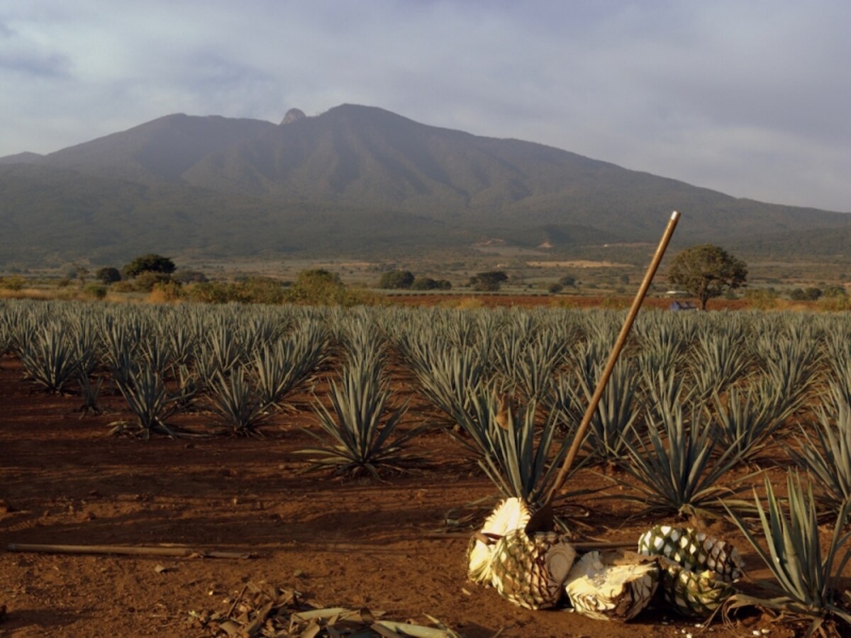 tequila