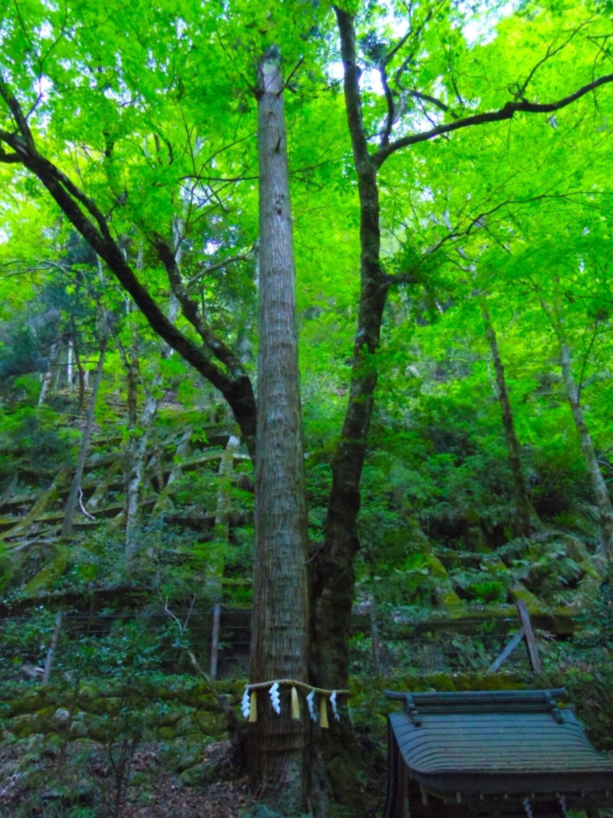 連理の杉