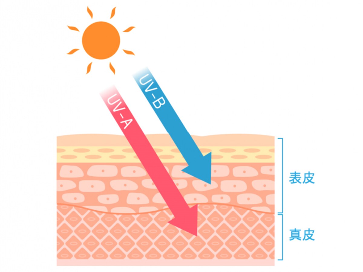 UV-Aは皮膚の奥まで、UV-Bは皮膚表面にダメージを与えます！