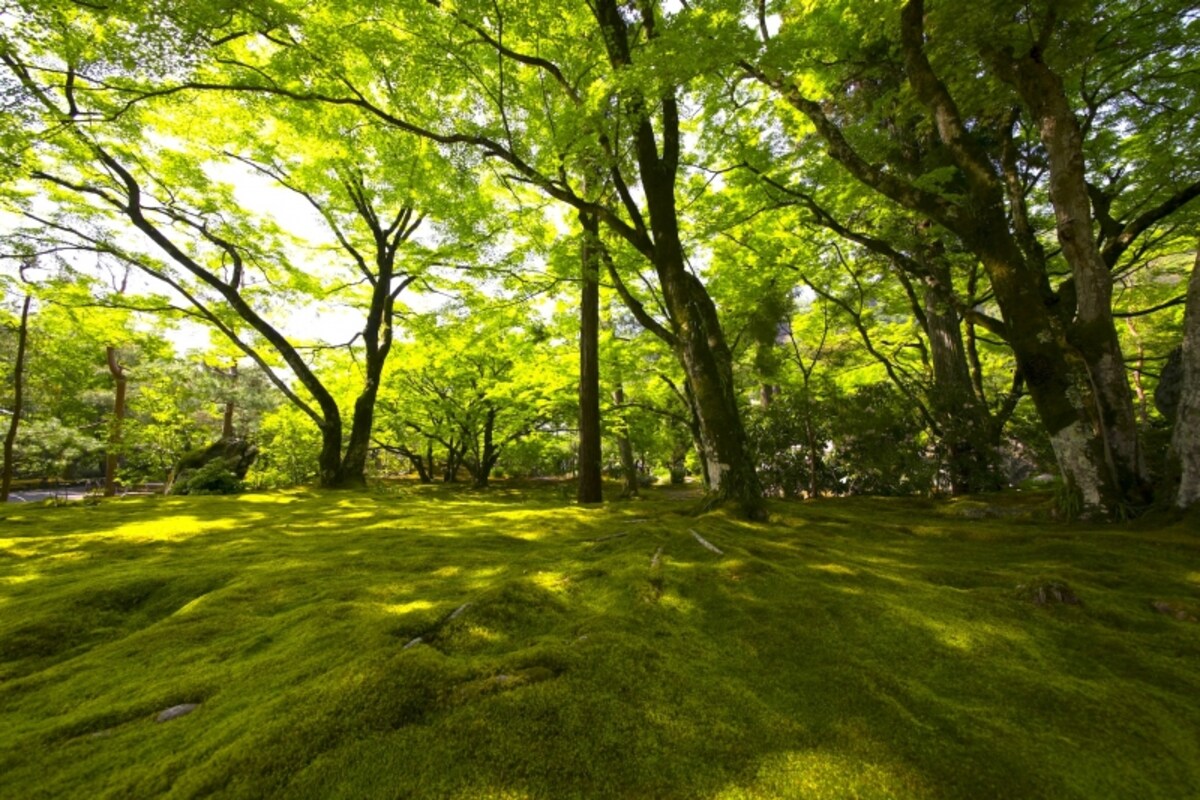 宝厳院の苔庭