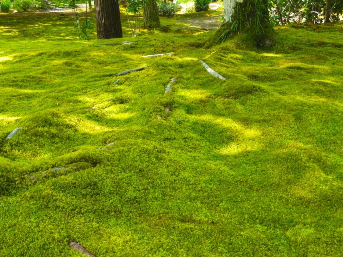 宝厳院の苔庭