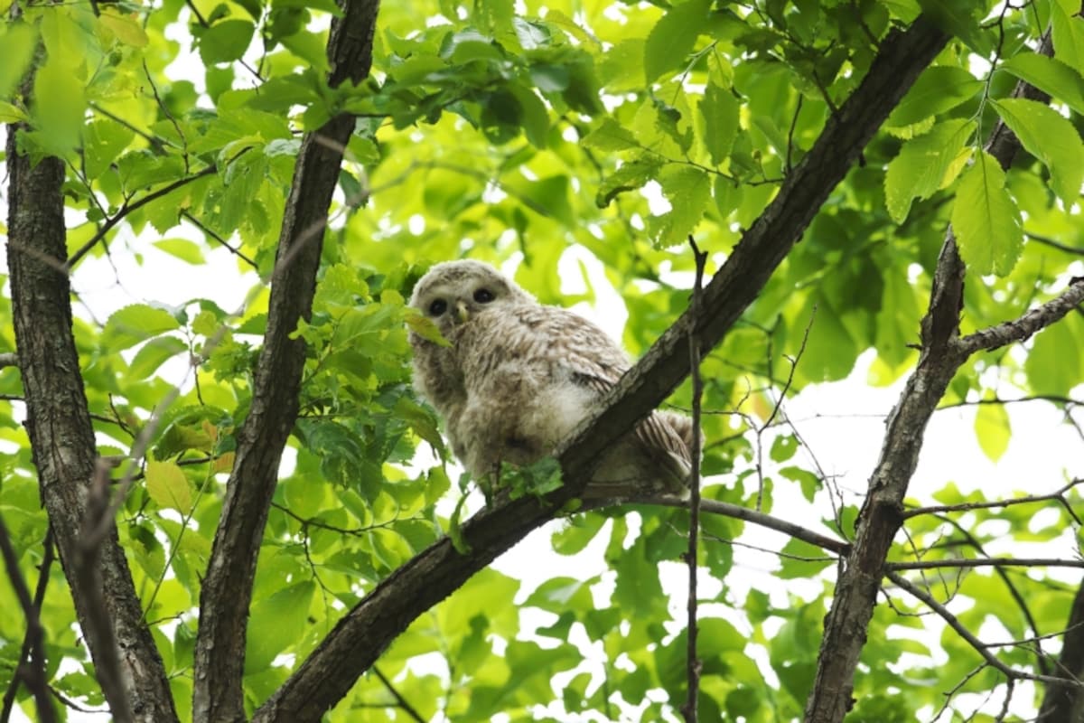 エゾフクロウの森