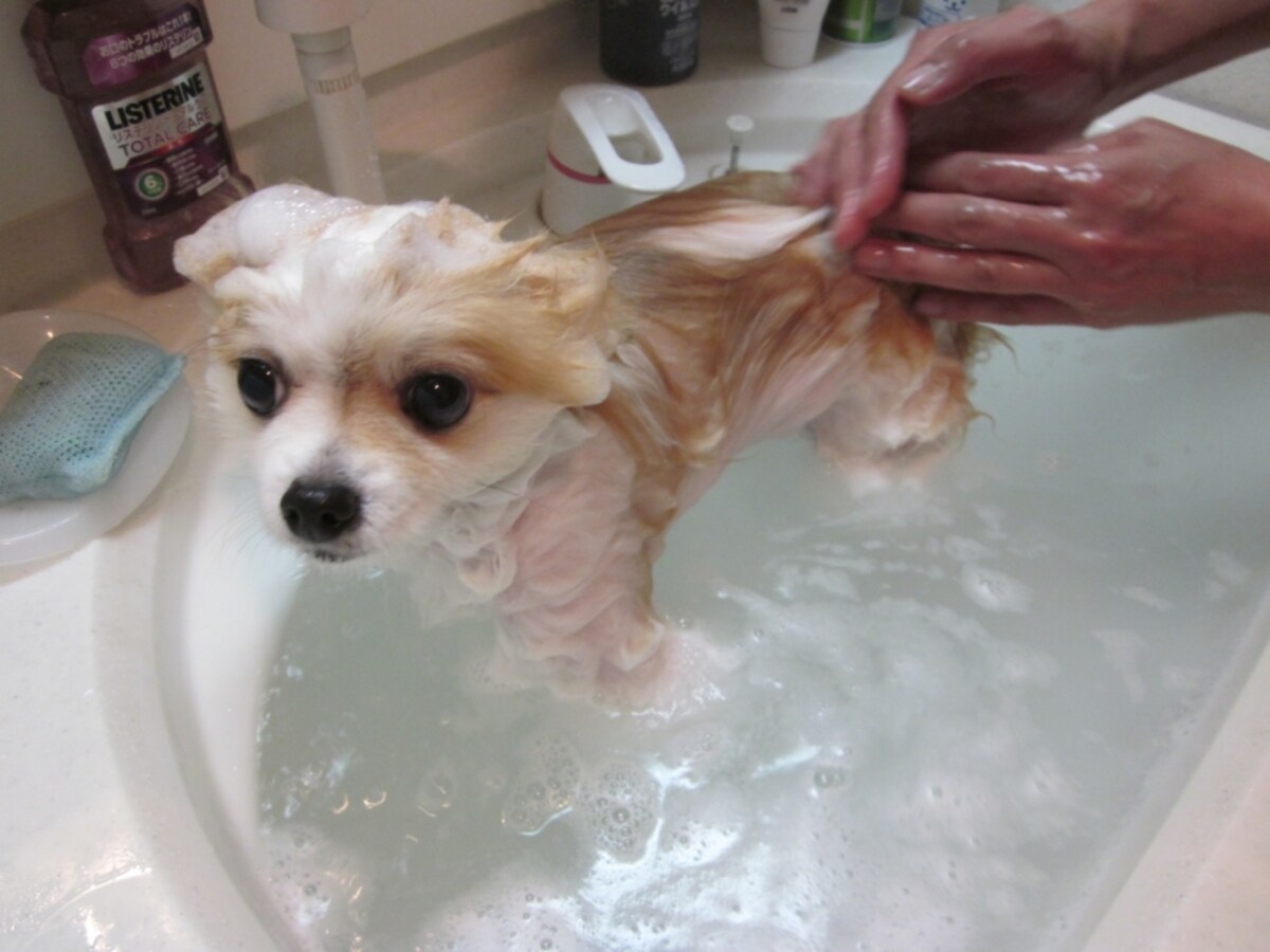 ガイド平野家もペットを飼い始めて、水道光熱費が増えました。