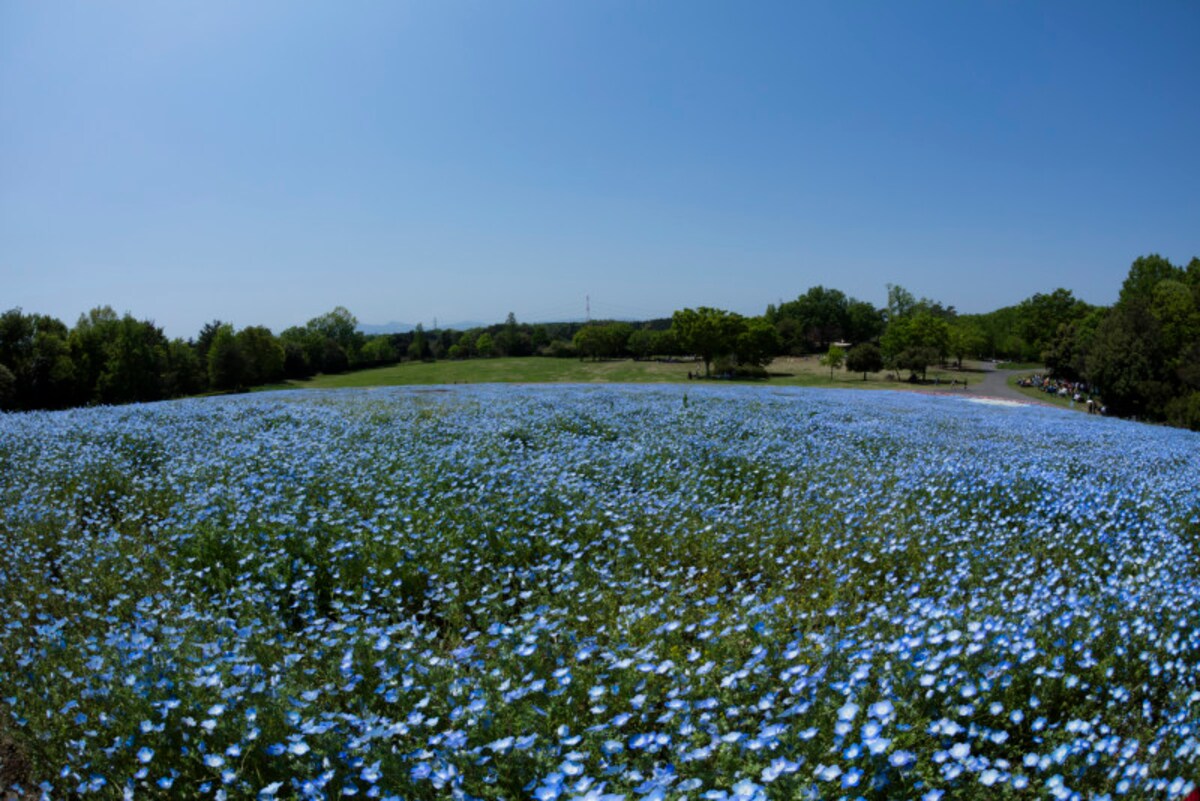 武蔵丘森林公園　ネモフィラのお花畑