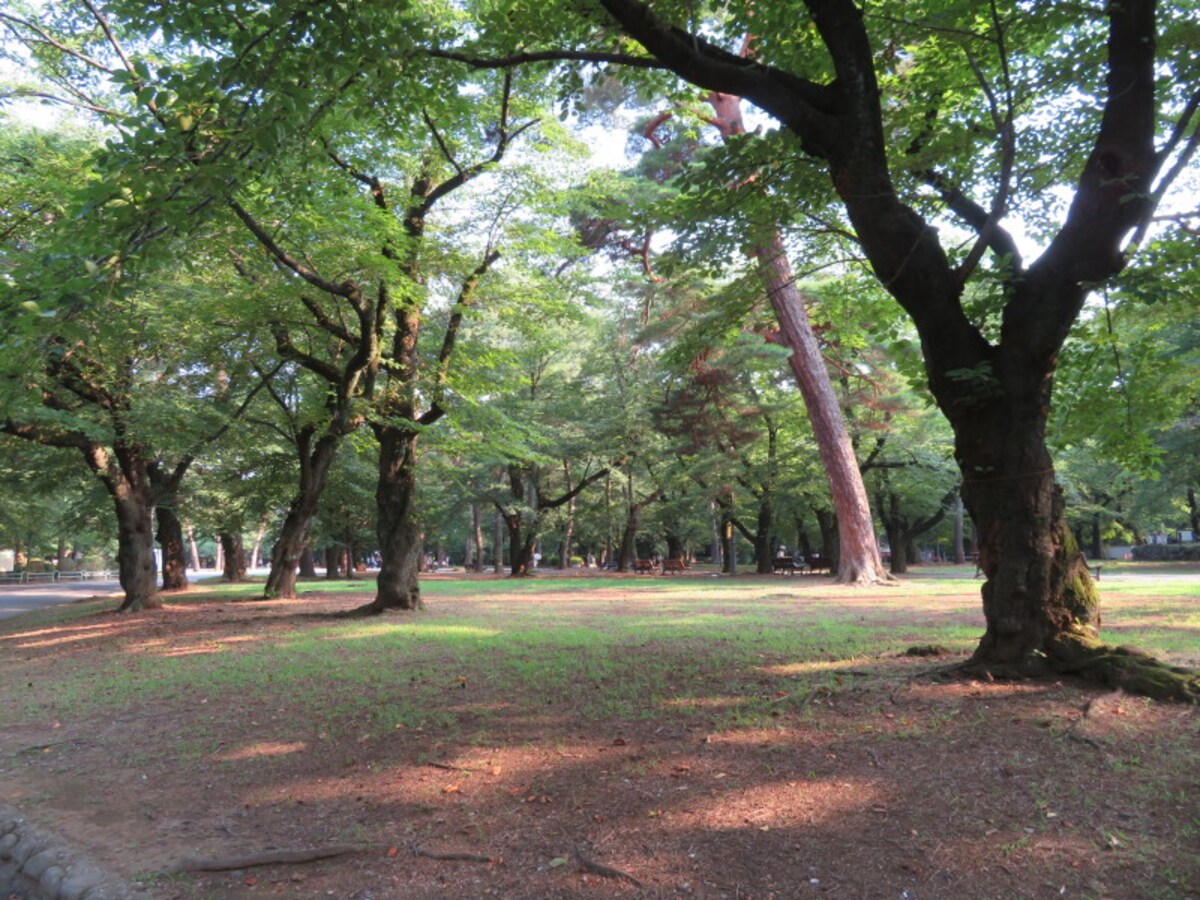 木陰にシートを敷くことができる自由広場