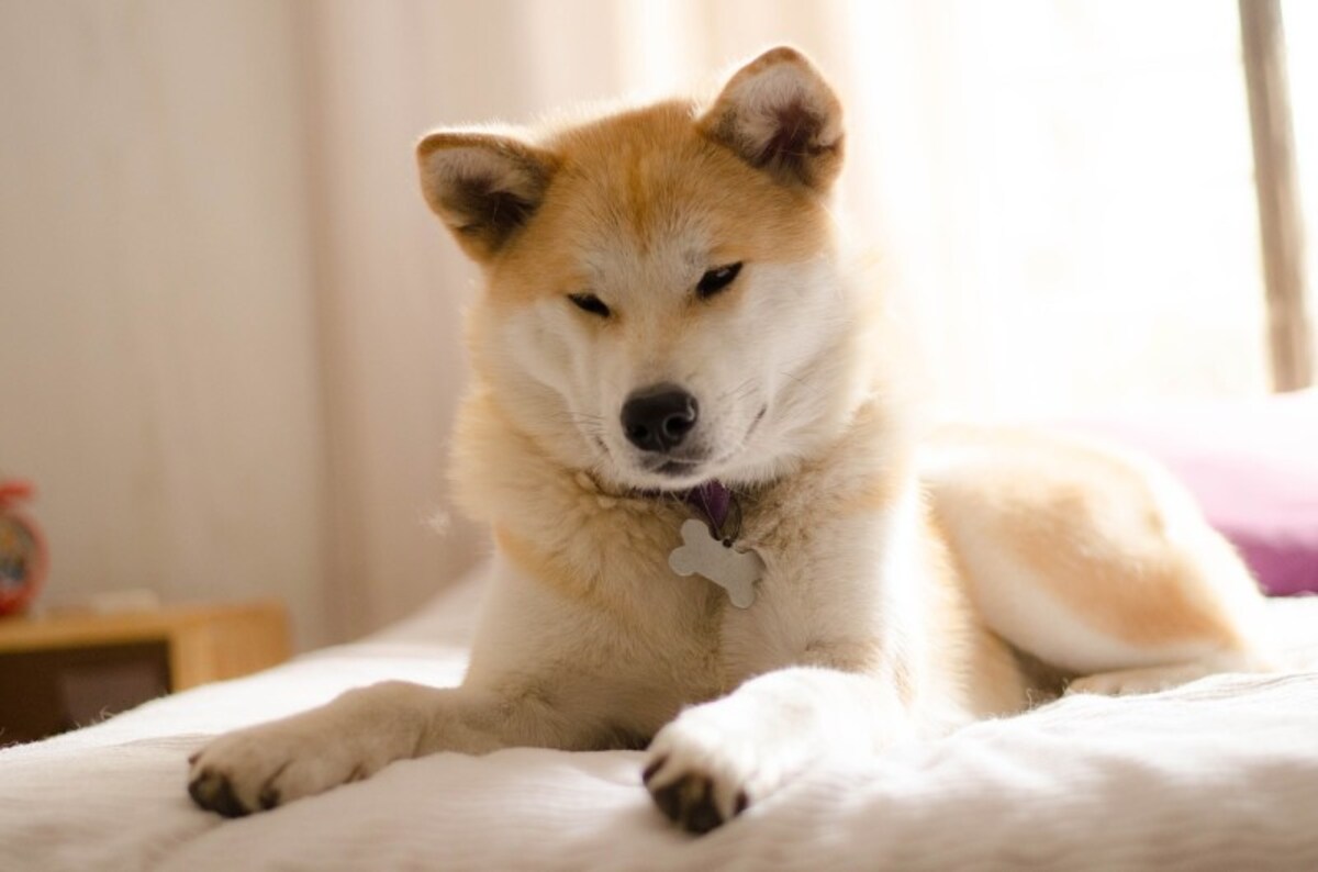 秋田犬　性格　気質