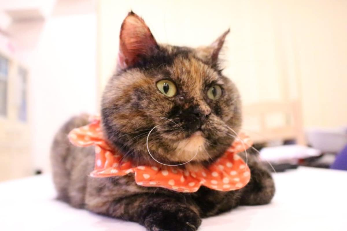 我が家の猫