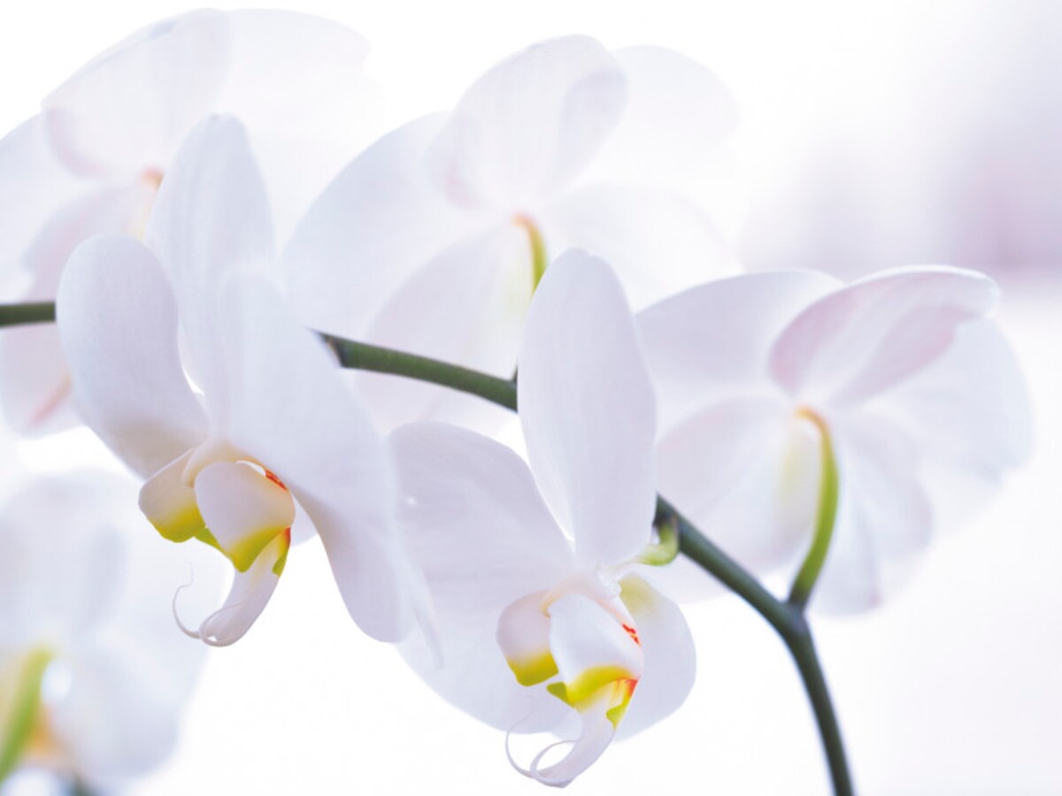 白が好きな人は、誕生日や記念日に、新しく積み立てを始めてみてはいかが？