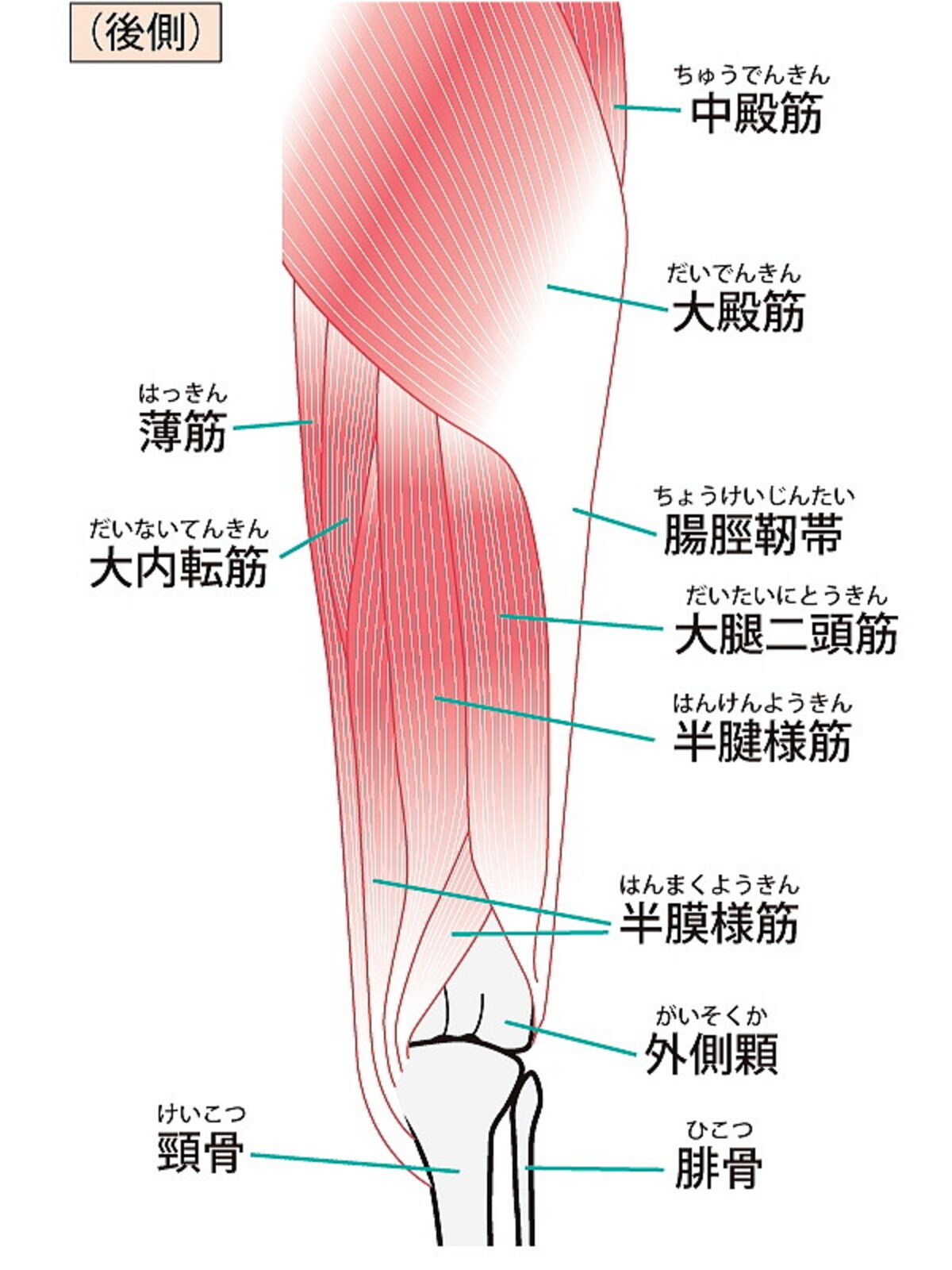 脚痩せ作りに欠かせない大事な筋肉をチェックして、効率よく引締め効果をアップして！