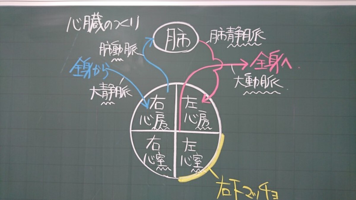 shinzou