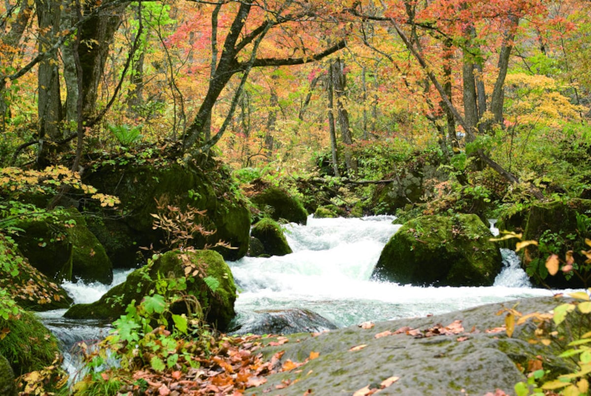 青森　観光　季節　秋　紅葉　十和田湖・奥入瀬渓流